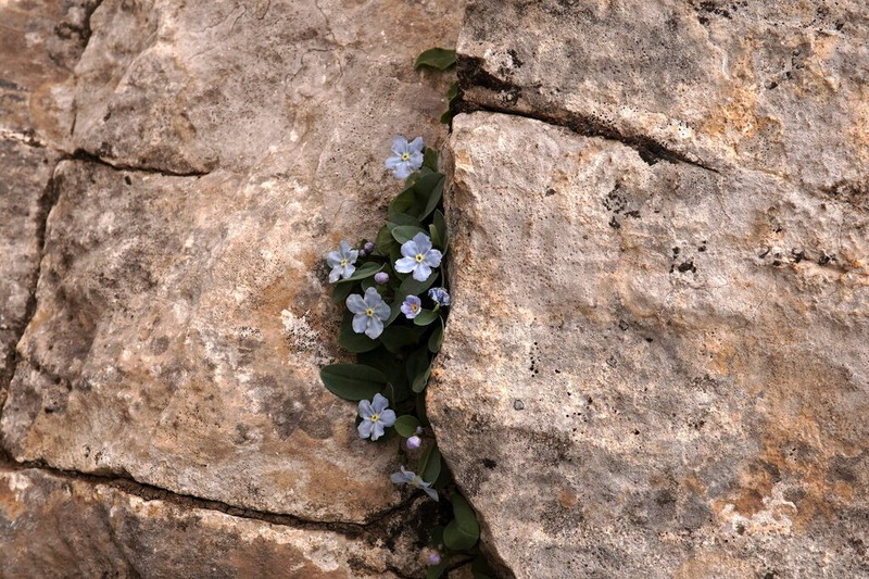 Omphalodes luciliae photo 6