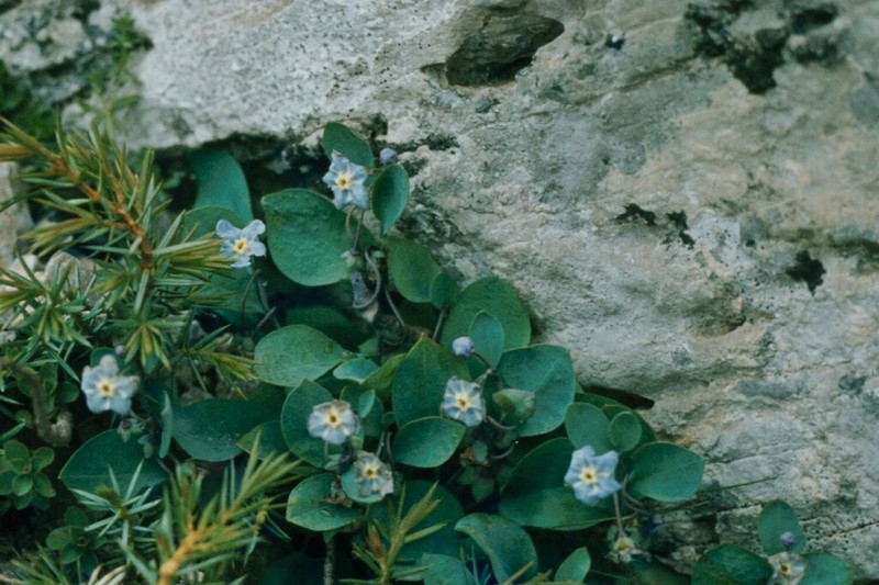 Omphalodes luciliae photo 7