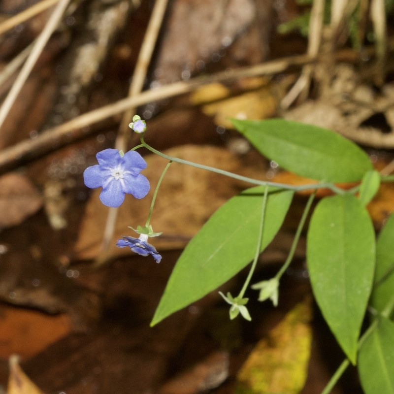 Omphalodes nitida