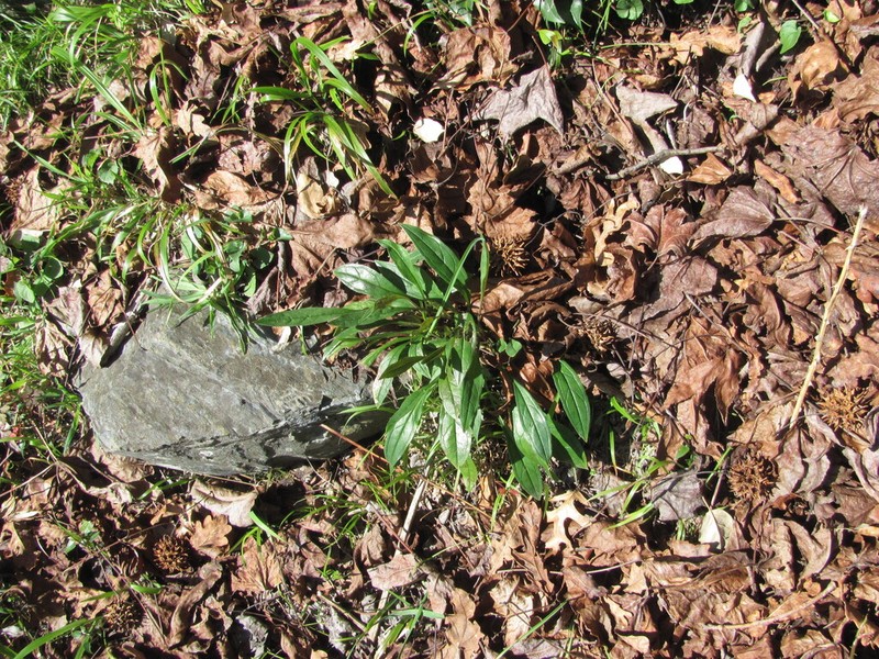 Omphalodes nitida photo 2