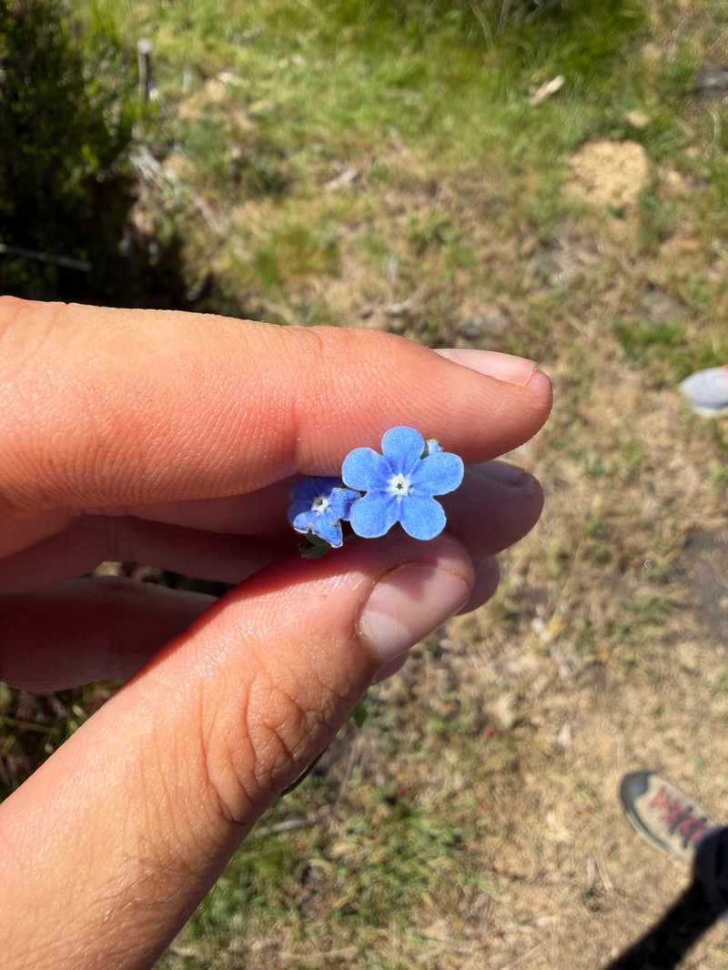 Omphalodes nitida photo 3