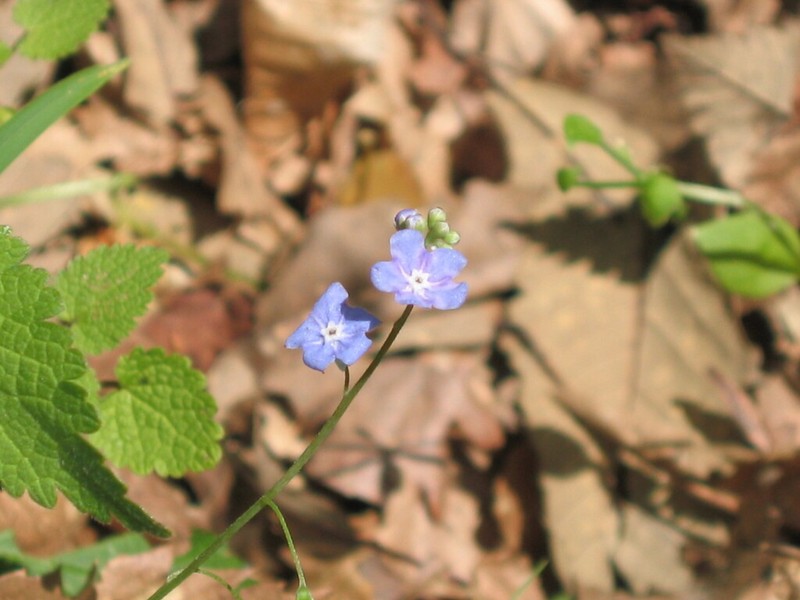 Omphalodes nitida photo 4