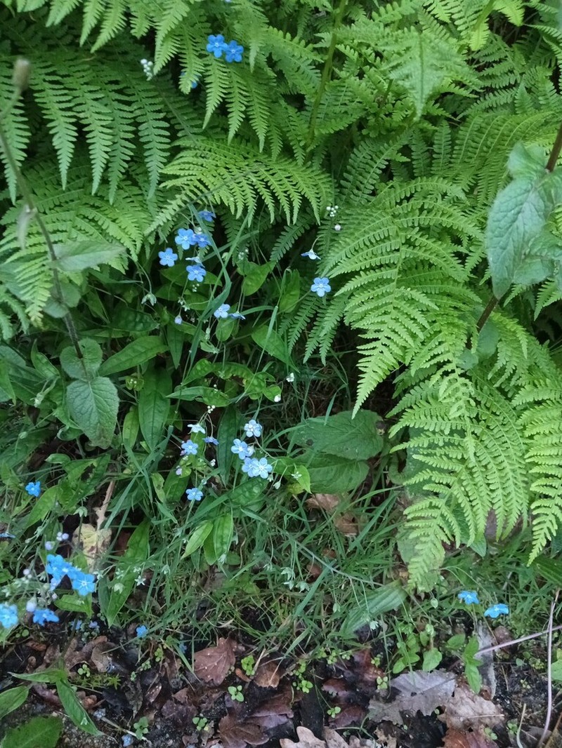 Omphalodes nitida photo 5