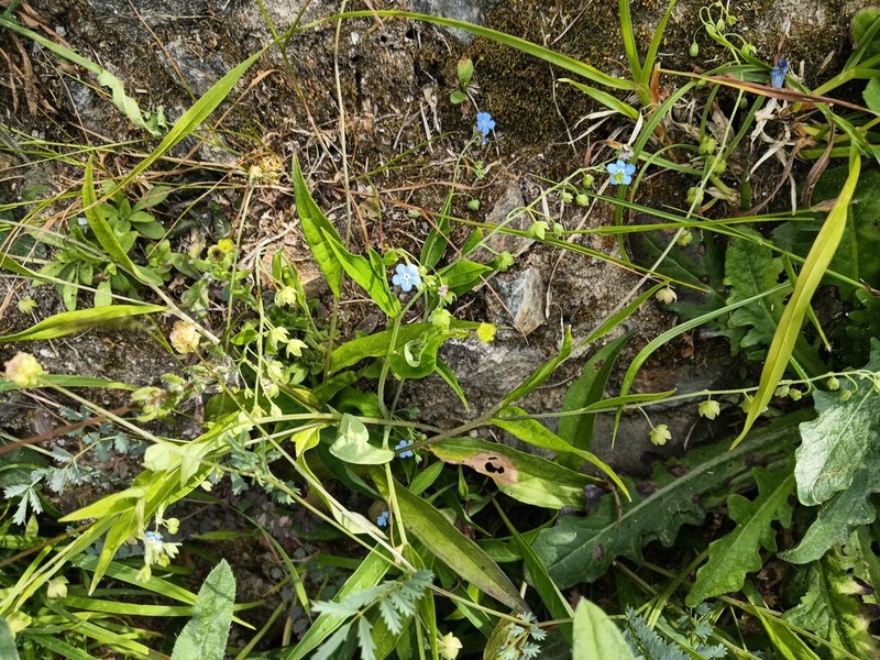 Omphalodes nitida photo 6