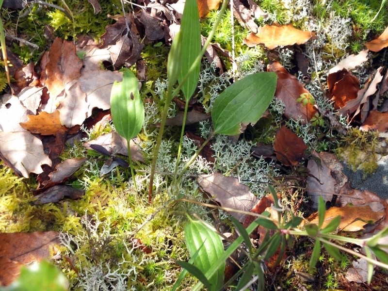 Omphalodes nitida photo 7