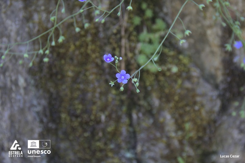 Omphalodes nitida photo 8