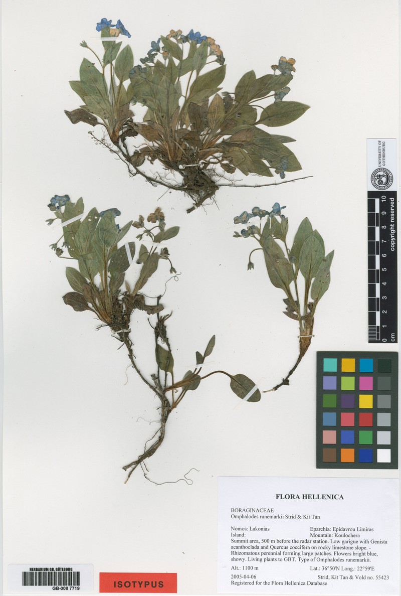 Omphalodes runemarkii photo 2