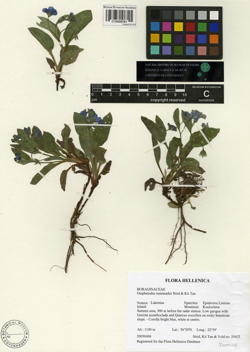 Omphalodes runemarkii photo 3