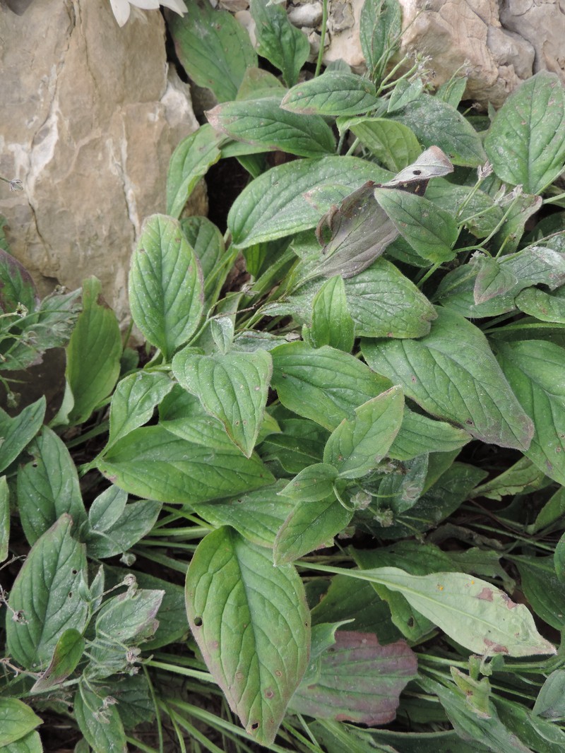 Omphalodes runemarkii