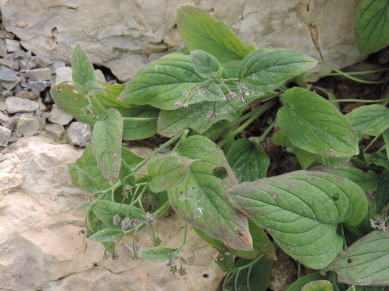 Omphalodes runemarkii photo 4