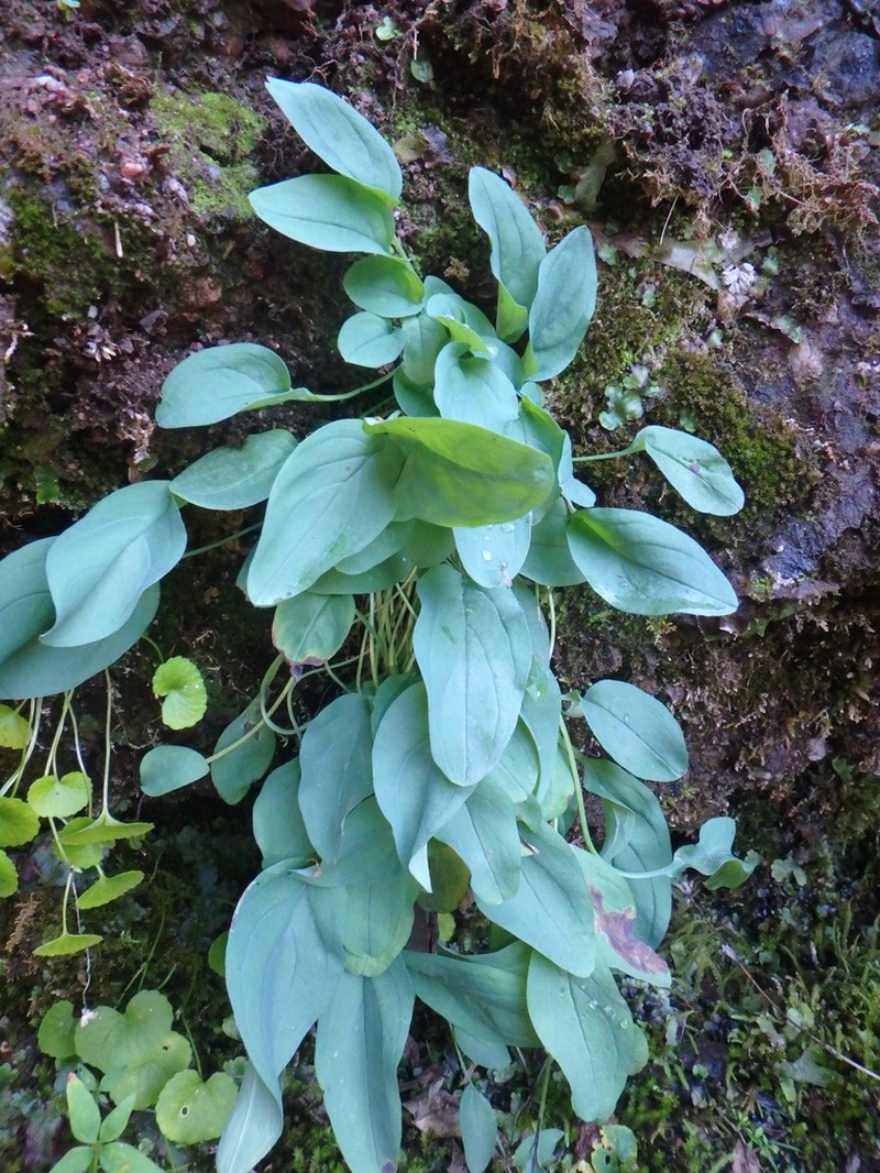 Omphalodes rupestris