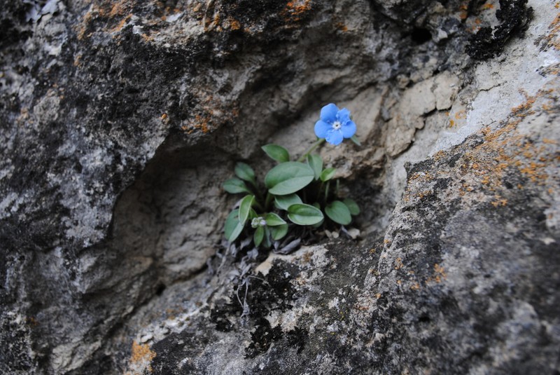 Omphalodes rupestris photo 2