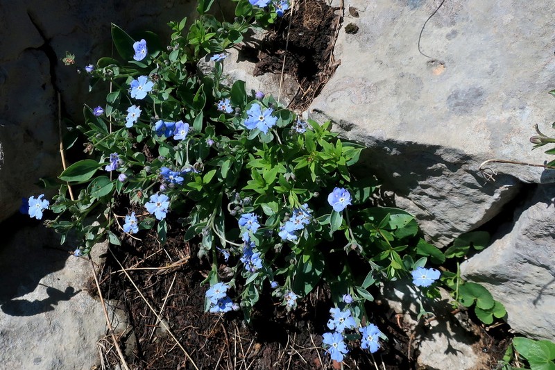 Omphalodes rupestris photo 3