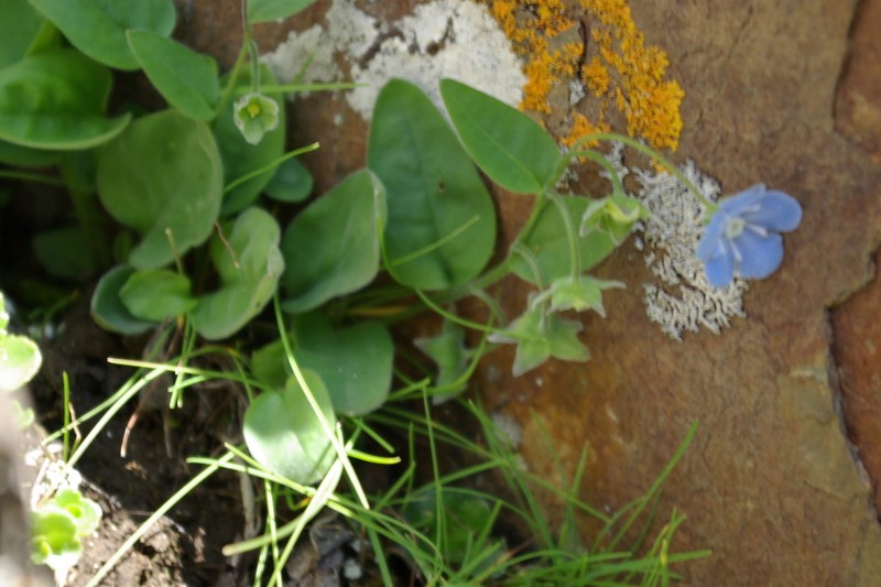 Omphalodes rupestris photo 4