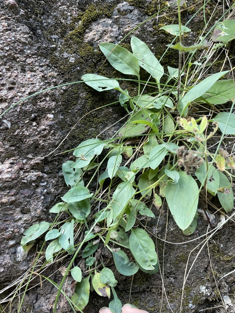 Omphalodes rupestris photo 5