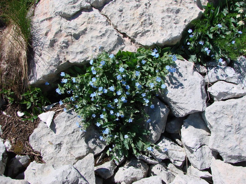 Omphalodes rupestris photo 7