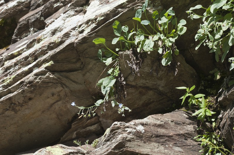 Omphalodes rupestris photo 8