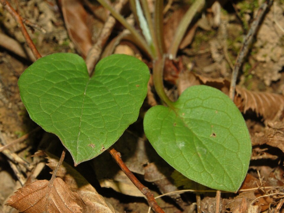 Creeping Navelwort photo 4