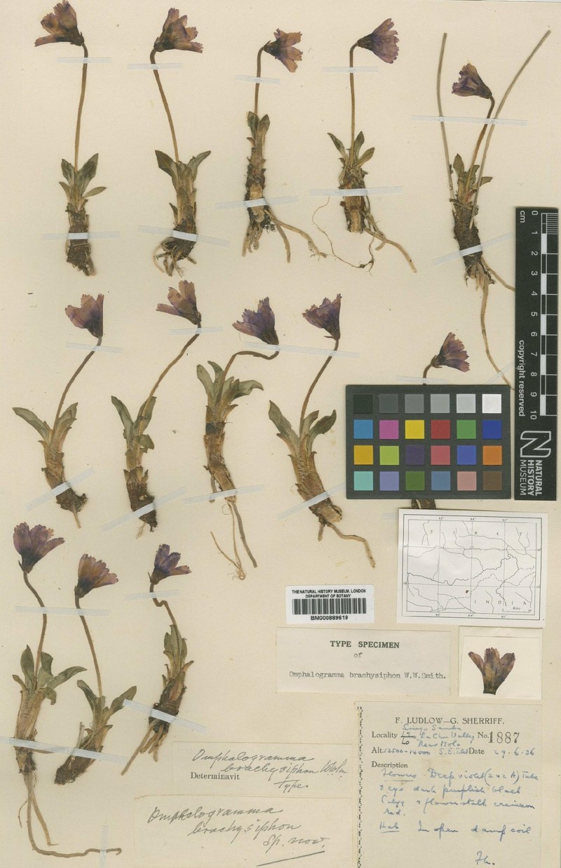 Omphalogramma brachysiphon