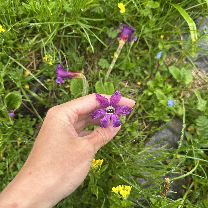 Omphalogramma delavayi