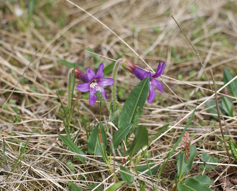 Omphalogramma delavayi photo 2