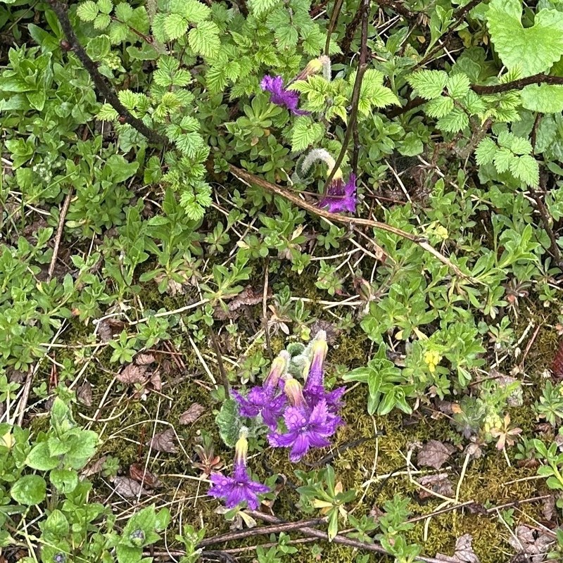 Omphalogramma delavayi photo 3