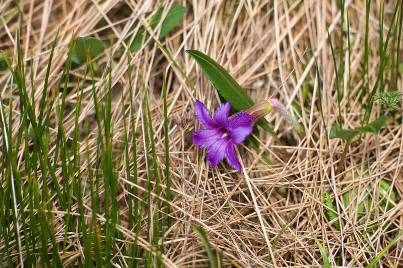Omphalogramma delavayi photo 4
