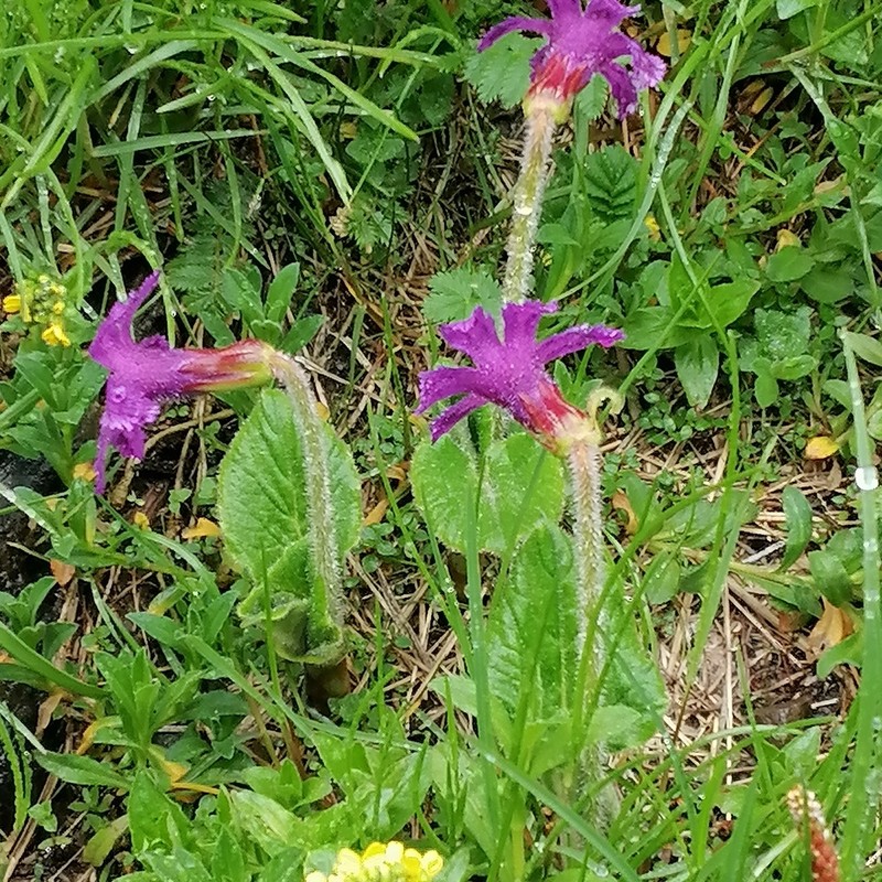 Omphalogramma delavayi photo 5