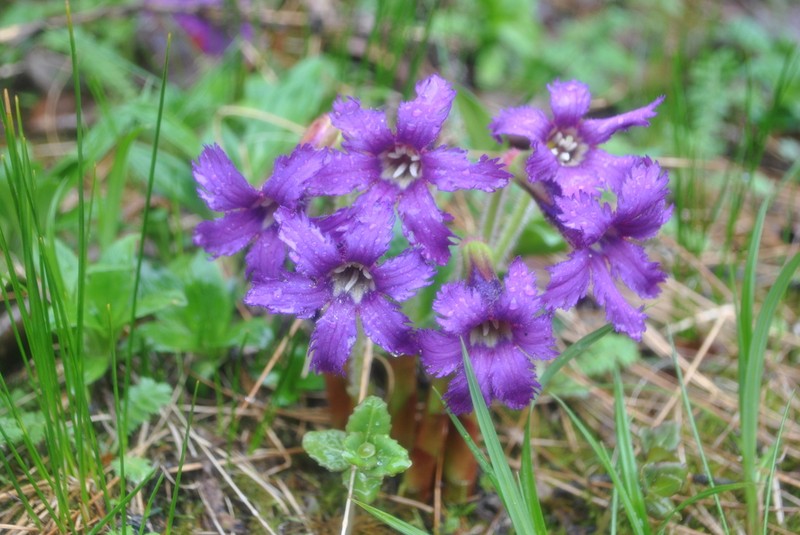 Omphalogramma delavayi photo 8