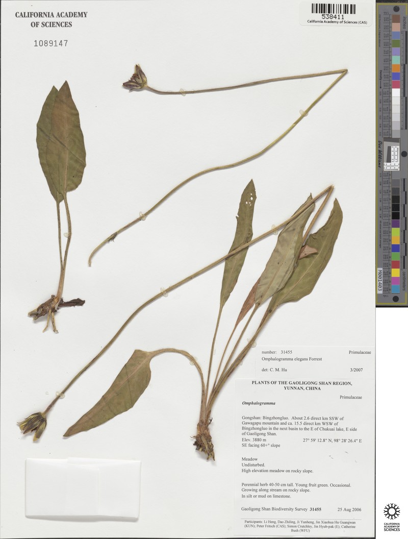 Omphalogramma elegans