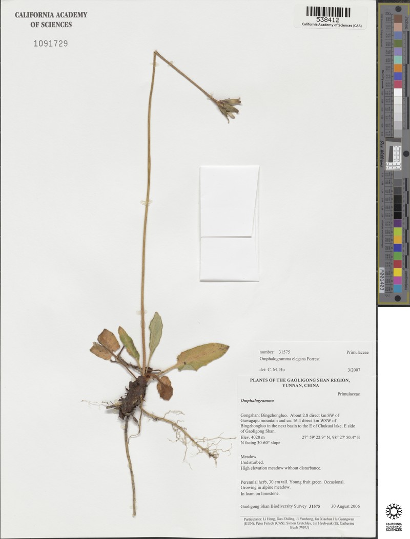 Omphalogramma elegans photo 2