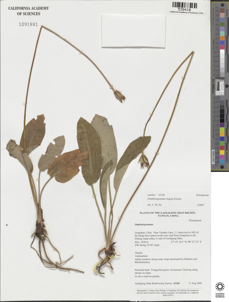 Omphalogramma elegans photo 3