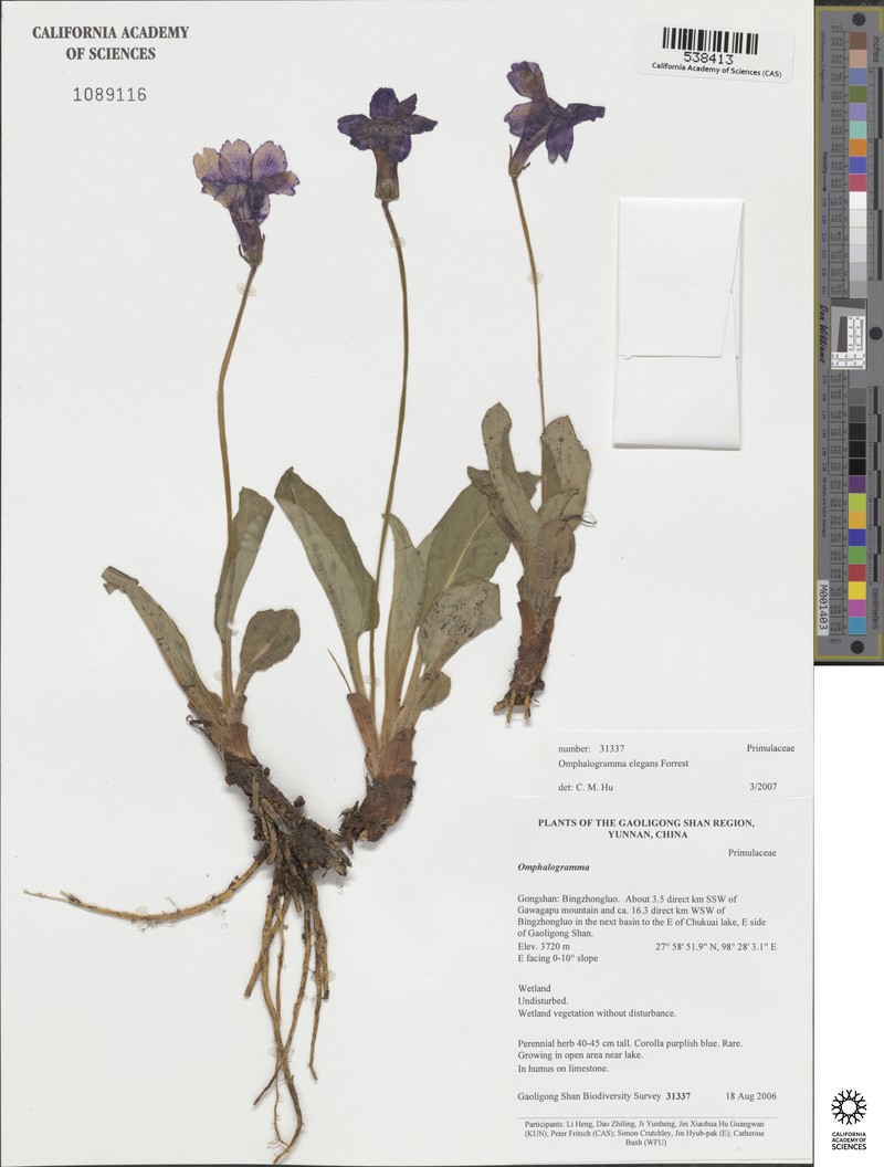 Omphalogramma elegans photo 4