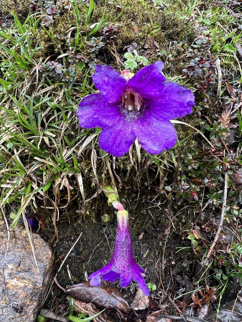 Omphalogramma elwesiana