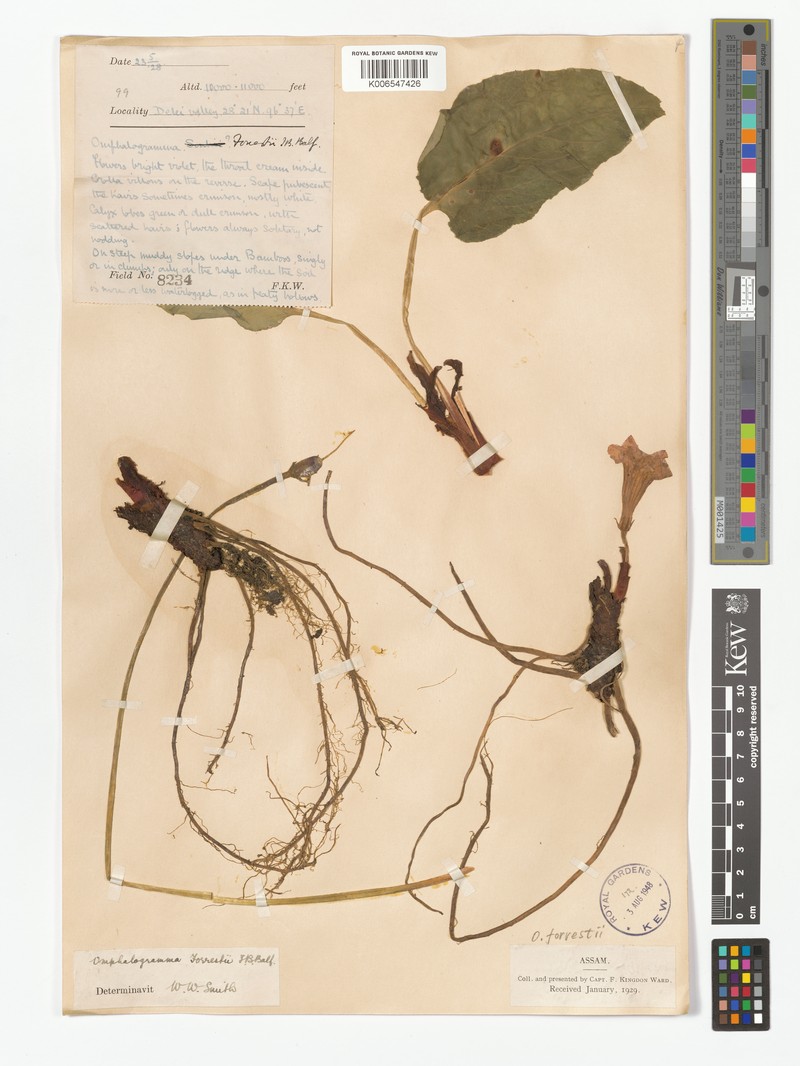 Omphalogramma forrestii
