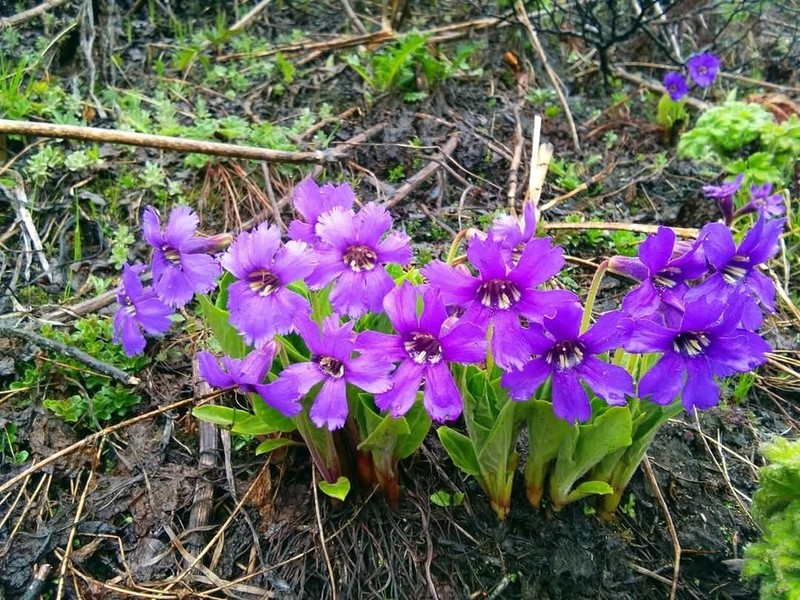 Omphalogramma pilosa