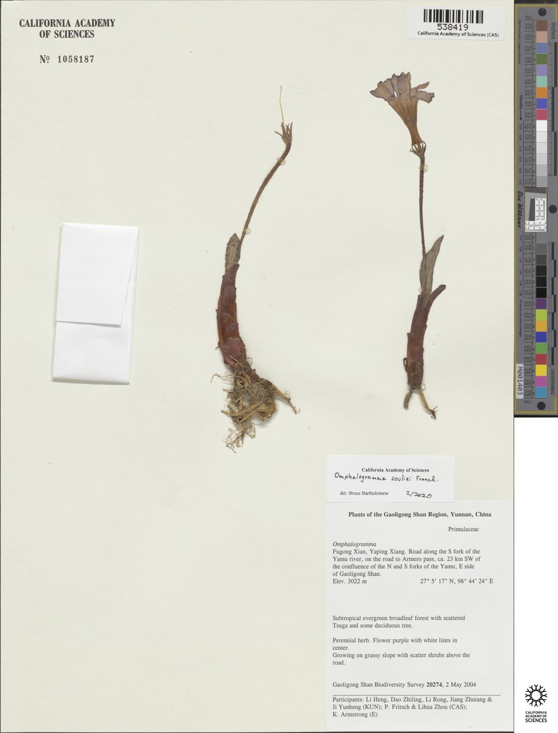 Omphalogramma souliei