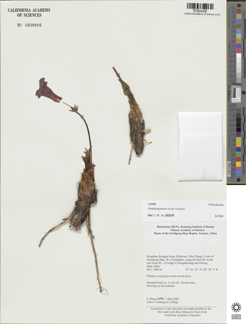 Omphalogramma souliei photo 2