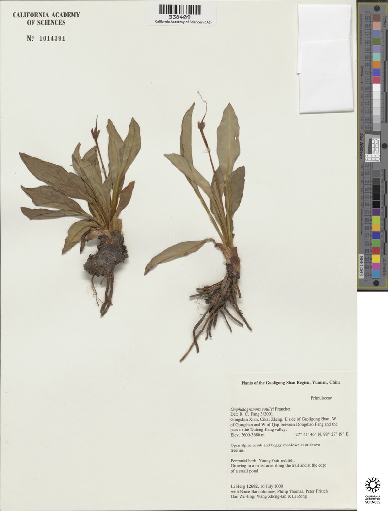 Omphalogramma souliei photo 3