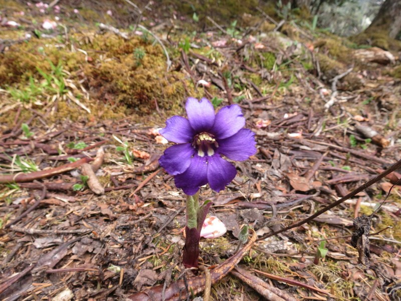 Omphalogramma tibetica