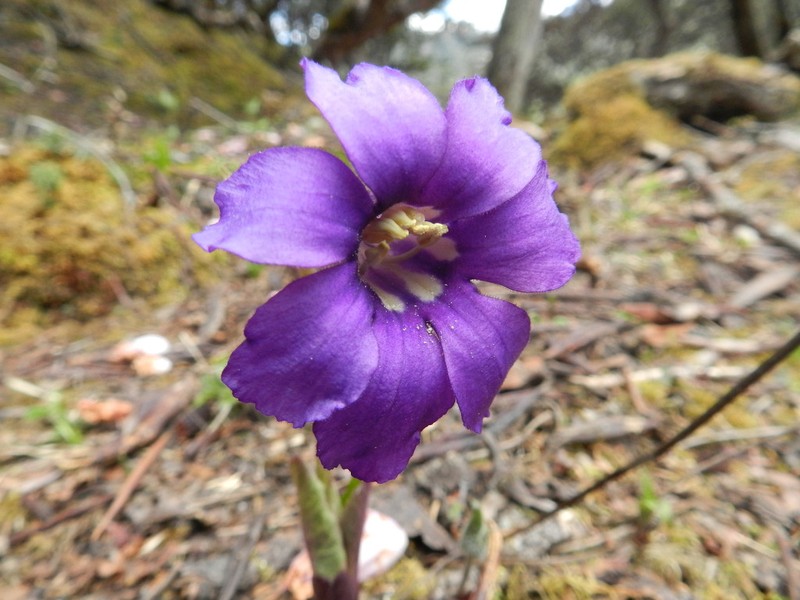 Omphalogramma tibetica photo 2