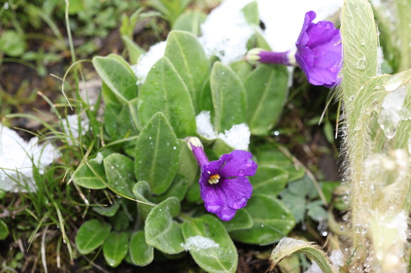 Omphalogramma vinciflora