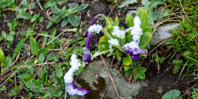 Omphalogramma vinciflora photo 2