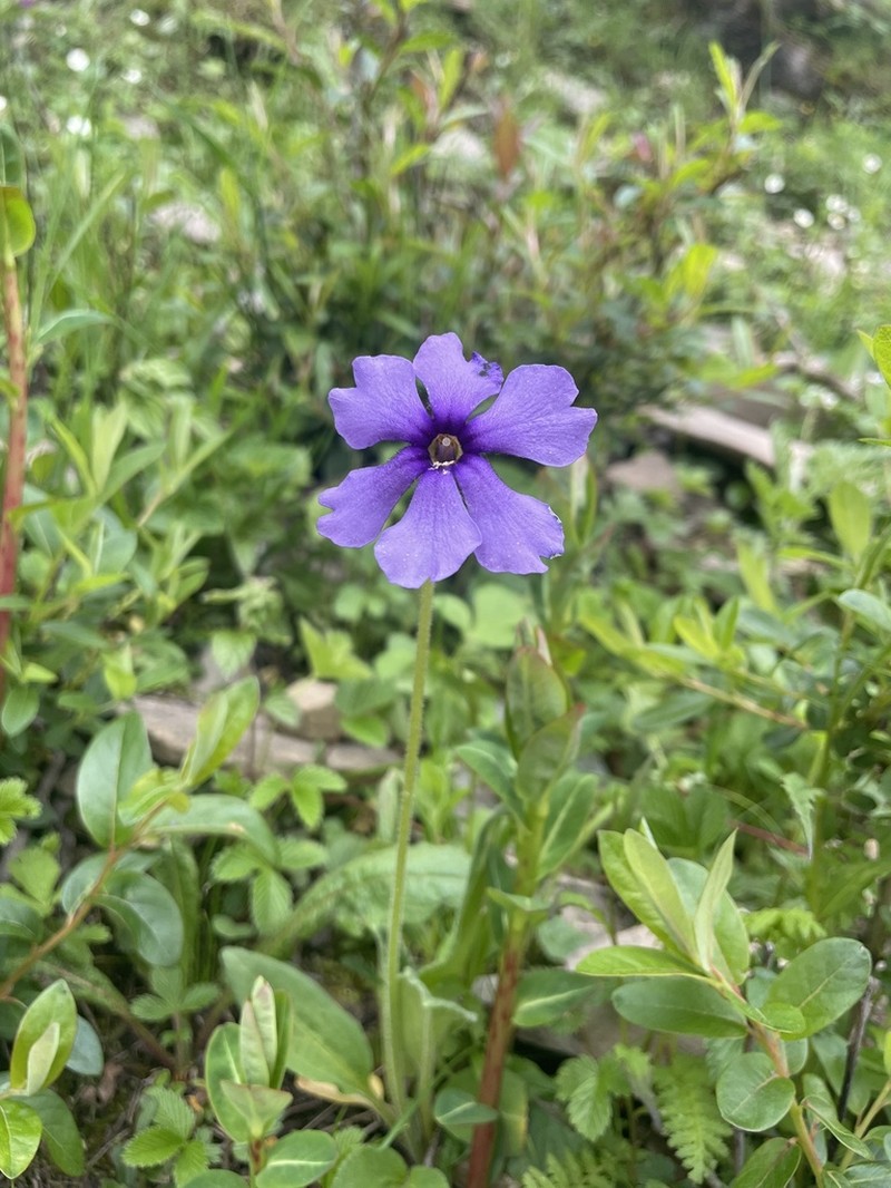 Omphalogramma vinciflora photo 4