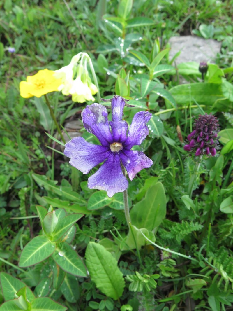 Omphalogramma vinciflora photo 5