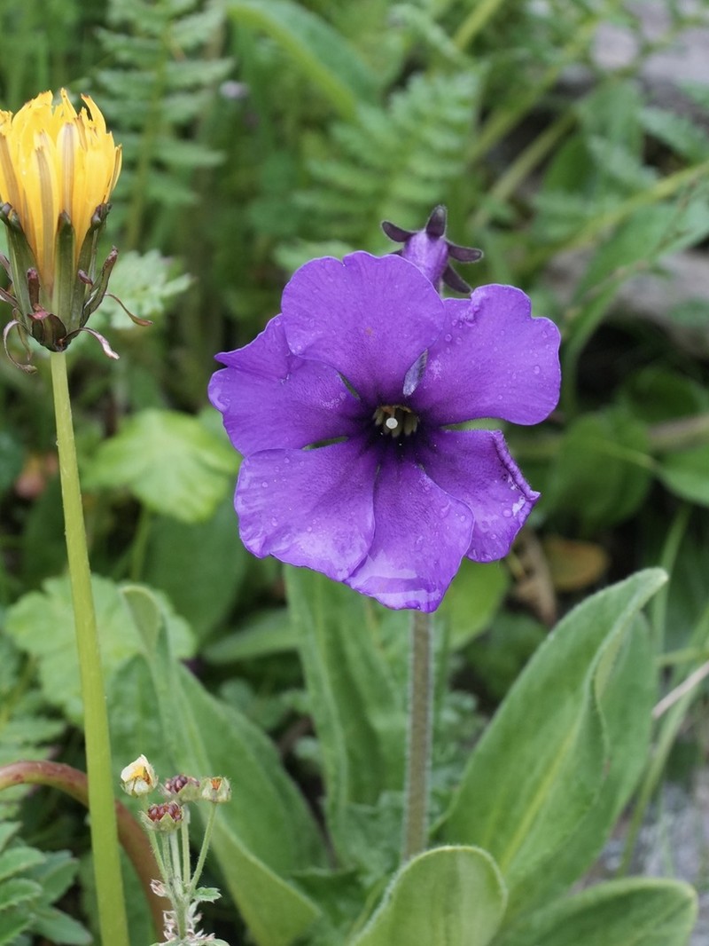Omphalogramma vinciflora photo 6