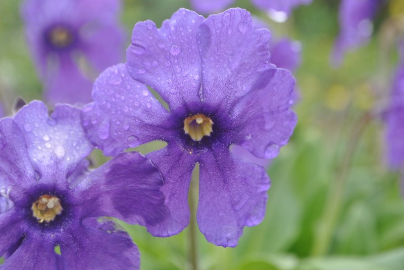 Omphalogramma vinciflora photo 7