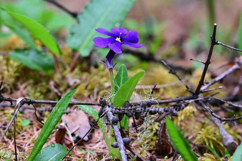 Omphalogramma vinciflora photo 8