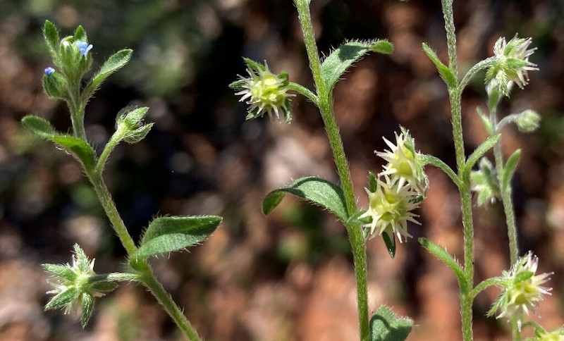 Omphalolappula concava photo 6
