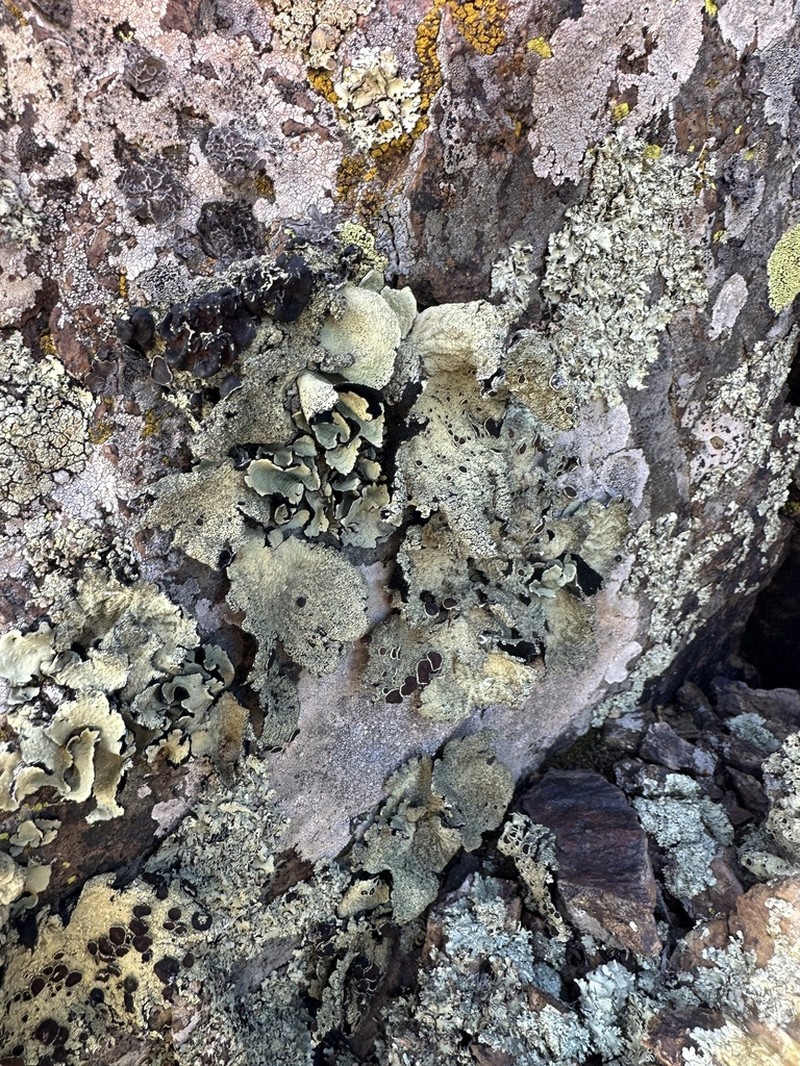 Arizona Omphalora photo 2
